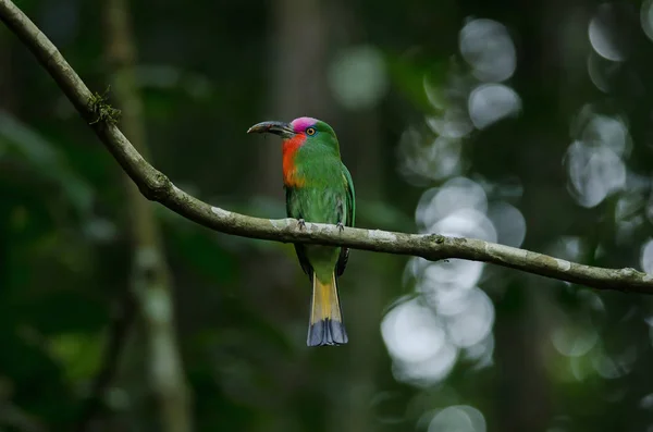 Red Bearded Bee Eater Branch Nyctyornis Amictus — Stock Photo, Image