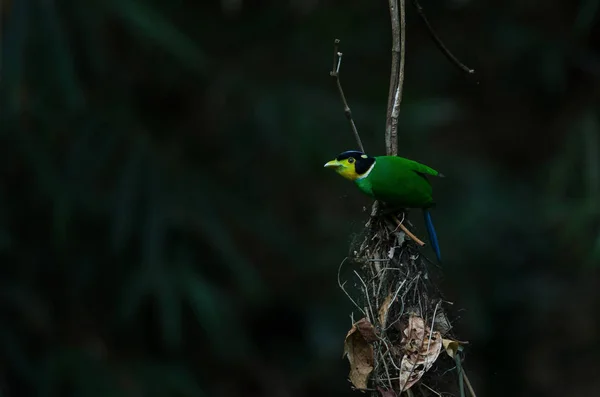 Broadbill Cauda Longa Ramo Árvore Psarisomus Dalhousiae — Fotografia de Stock