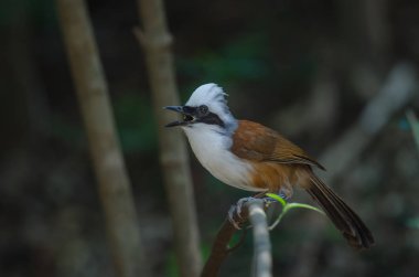Beyaz ibikli gülen ardıç kuşu (Garrulax leucolophus) doğada, Tayland