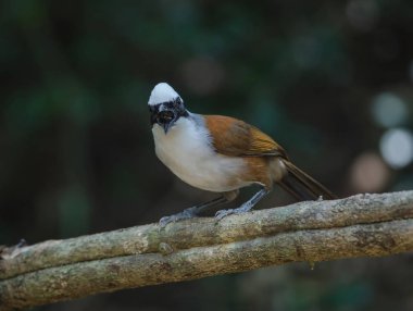 Beyaz ibikli gülen ardıç kuşu (Garrulax leucolophus) doğada, Tayland