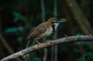 Daha az kolyeli Laughingthrush (Garrulax monileger) doğada, Tayland