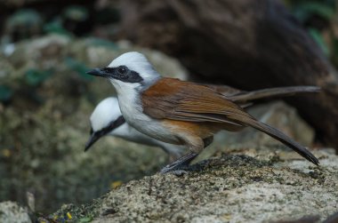 Beyaz ibikli gülen ardıç kuşu (Garrulax leucolophus) doğada, Tayland