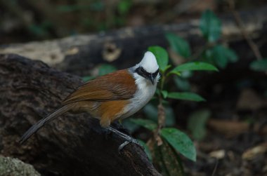 Beyaz ibikli gülen ardıç kuşu (Garrulax leucolophus) doğada, Tayland
