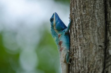 Mavi tepeli kertenkele veya Hint-Çin orman kertenkele bir ağaç (Calotes mystaceus üzerinde)