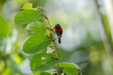 Şube doğada Kızıl Sunbird (Aethopyga siparaja) yakalamak 