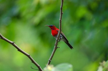 Şube doğada Kızıl Sunbird (Aethopyga siparaja) yakalamak 
