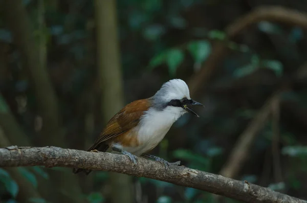 Grive Rieuse Aigrettes Garrulax Leucolophus Dans Nature Thaïlande — Photo