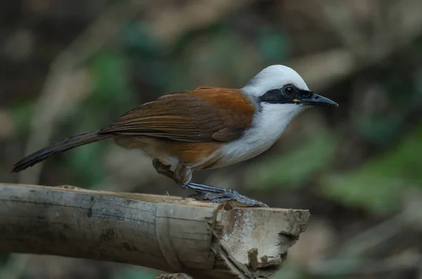 Zorzal Cresta Blanca Garrulax Leucolophus Naturaleza Tailandia —  Fotos de Stock