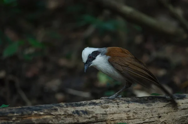 Grive Rieuse Aigrettes Garrulax Leucolophus Dans Nature Thaïlande — Photo