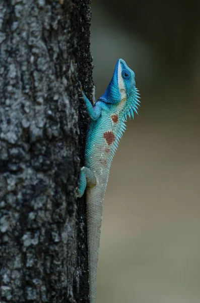 Blauw Crested Hagedis Indo Chinese Forest Lizard Een Boom Calotes — Stockfoto