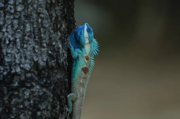 Grzywacz Niebieski Jaszczurka Lub Indochińskiej Lasu Jaszczurka Drzewie Calotes Mystaceus — Zdjęcie stockowe