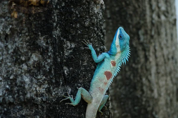 Blauw Crested Hagedis Indo Chinese Forest Lizard Een Boom Calotes — Stockfoto