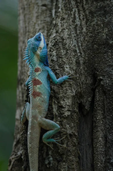 Blauhaubeneidechse Oder Indochinesische Waldechse Auf Einem Baum Calotes Mystaceus — Stockfoto