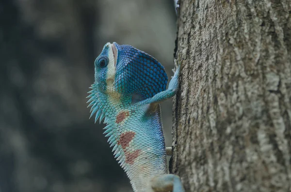 Blauhaubeneidechse Oder Indochinesische Waldechse Auf Einem Baum Calotes Mystaceus — Stockfoto