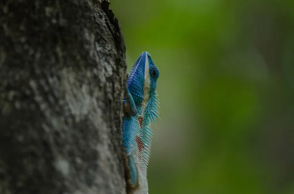 Lagarto Crista Azul Lagarto Florestal Indo Chinês Uma Árvore Calotes — Fotografia de Stock