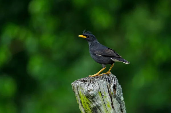 Společné Pták Acridotheres Tristis Prohlížení Stromě — Stock fotografie