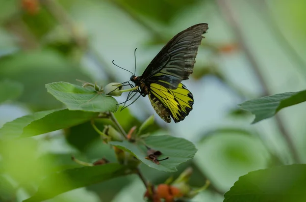 Gouden Birdwing Vlinder Bloem Bos Zitstokken — Stockfoto