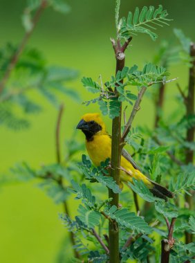 Dallar doğadaki Asya altın Weaver