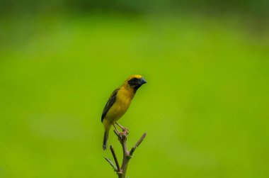 Dallar doğadaki Asya altın Weaver