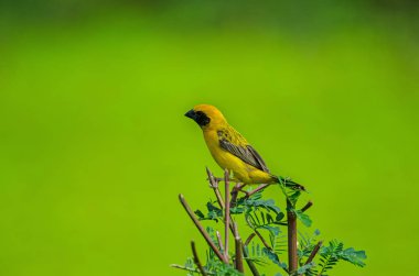 Dallar doğadaki Asya altın Weaver