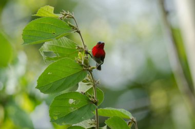 Şube doğada Kızıl Sunbird (Aethopyga siparaja) yakalamak 