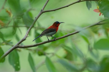 Şube doğada Kızıl Sunbird (Aethopyga siparaja) yakalamak 