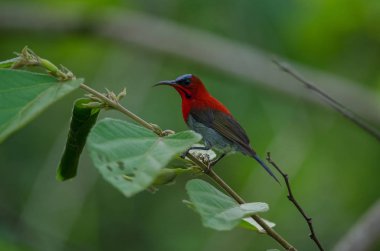 Şube doğada Kızıl Sunbird (Aethopyga siparaja) yakalamak 