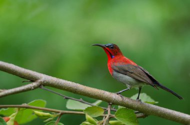 Şube doğada Kızıl Sunbird (Aethopyga siparaja) yakalamak 