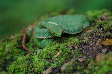 Papa'nın yeşil kesimlerinde bulunan çukur engerek yılanı (beyaz Popeia popeiorum) orman Tayland