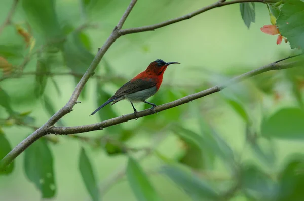 深红色太阳鸟 Aethopyga Siparaja 抓住在自然的分支 — 图库照片
