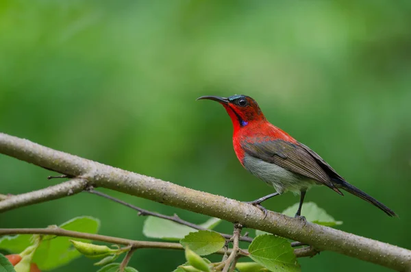 Crimson Sunbird Aethopyga Siparaja Catch Branch Nature — Stock Photo, Image