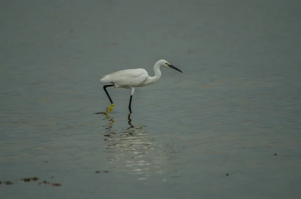 Little Egret Egretta Garzetta Natureza Tailândia — Fotografia de Stock