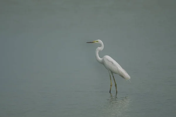 Gran Egret Pie Arroyo Poco Profundo Ardea Alba —  Fotos de Stock