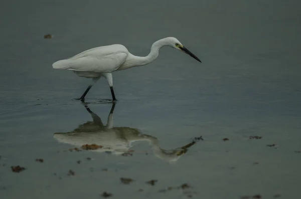 Seidenreiher Egretta Garzetta Der Natur Thailand — Stockfoto