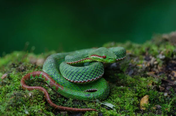 Serpente Pitviper Verde Papa Trimeresurus Popeia Popeiorum Floresta Tailândia — Fotografia de Stock