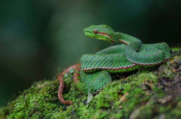 Påvens Grön Lansormar Orm Trimeresurus Popeia Popeiorum Skogen Thailand — Stockfoto