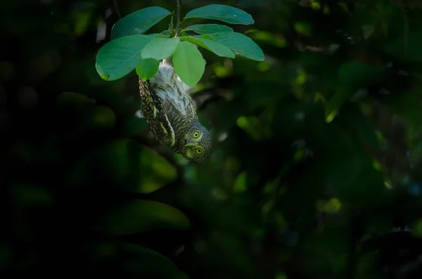 Asian Barred Owlet Colgando Bajo Una Rama Árbol Naturaleza Tailandia —  Fotos de Stock