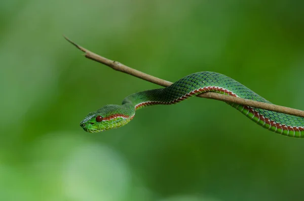 Papežova Pitviper Zelený Had Trimeresurus Popeia Popeiorum Lese Thajsko — Stock fotografie