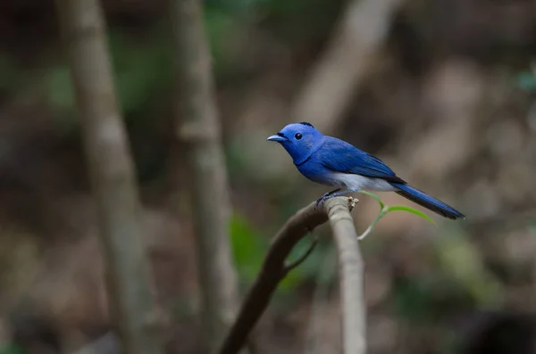 Male Black Naped Monarch Perching Tree Branch Hypothymis Azurea — Stock Photo, Image