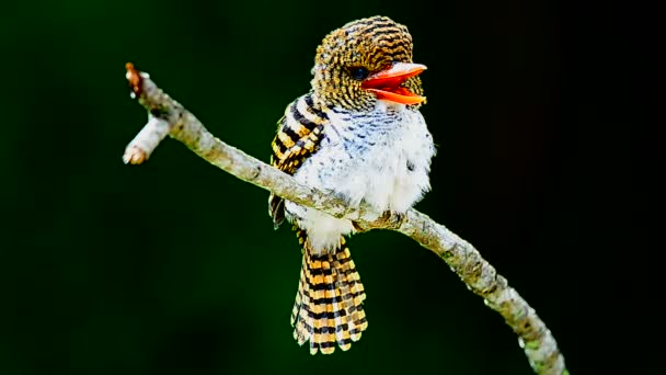 Femmina Banded Kingfisher Piedi Sul Ramo Lacedo Pulchella — Video Stock