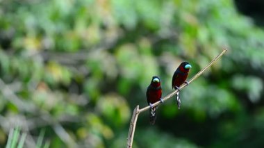 Siyah ve kırmızı kılıç (Cymbirhynchus macrorhynchos) dal