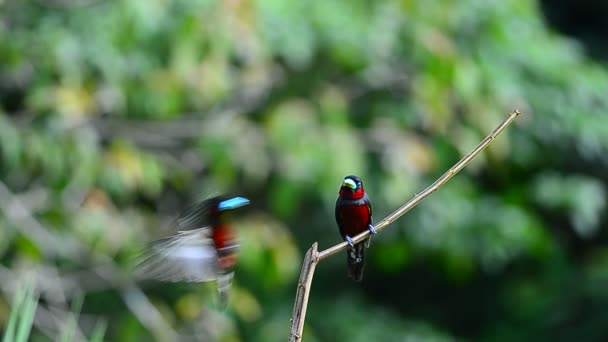 Czarny Czerwony Broadbill Cymbirhynchus Macrorhynchos Gałęzi — Wideo stockowe