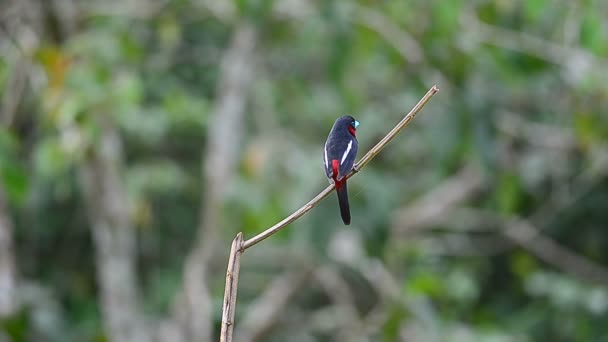 Negru Roșu Broadbill Cymbirhynchus Macrorhynchos Ramură — Videoclip de stoc