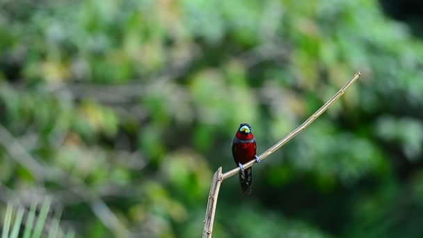 Bec Large Noir Rouge Cymbirhynchus Macrorhynchos Sur Une Branche — Video