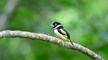 Siyah ve sarı broadbills tünemiş bir brunch (Eurylaimus ochromalus Tarih)