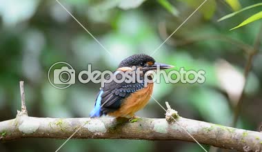Doğada dalı tıraşlama mavi bantlı arası kingfisher (Alcedo euryzona)