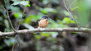 Doğada dalı tıraşlama mavi bantlı arası kingfisher (Alcedo euryzona)