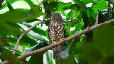 Doğa (Ninox scutulata ağacında Brown Hawk baykuş levrek)