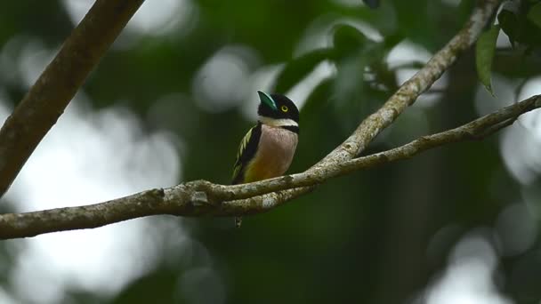 Brochets Noirs Jaunes Perches Sur Brunch Eurylaimus Ochromalus — Video