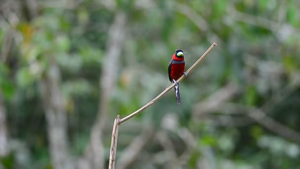 Czarny Czerwony Broadbill Cymbirhynchus Macrorhynchos Gałęzi — Wideo stockowe